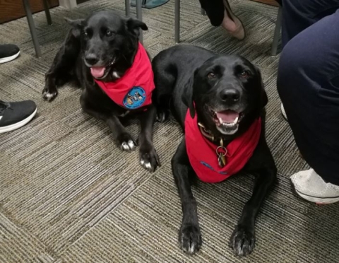 Two therapy dogs lying on the floor and looking up at the camera. 